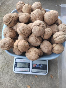 말린 껍질 얇은 피부 종이 쉘 대량 185 도매 호두 가격 중국 호두 껍질 호두 유기농 호두 견과류 - Product Image 5