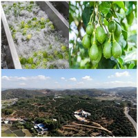 Oplosmiddelvrij Naringin Gestandaardiseerd Fruitextract Natuurlijk Extractpoeder ISO9001 Voedingsmiddelenkwaliteit
