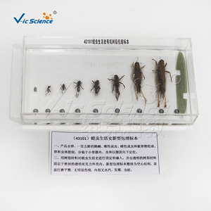 Especímen transparente de Plastomount del ciclo de vida del locustino, muestra de insecto real para estudio de laboratorio biológico CE/ISO/ROHS/CNAS - Product Image 5