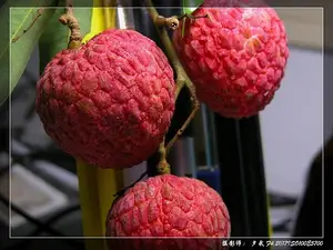 Suculenta fruta doce fresca Litchi não lichia pode comer folhas pretas