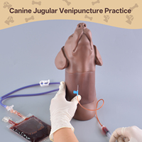 Matériel éducatif pour l'enseignement vétérinaire : Modèles de formation pour la ponction jugulaire canine, kit de prélèvement sanguin veineux pour la science médicale