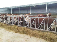 Pasokan pabrik kunci kepala galvanis celup panas pagar leher sapi sesuai pesanan dan kayu untuk peralatan peternakan hewan ternak