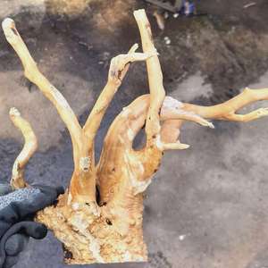 Madera de Araña para Acuarios a <span class=keywords><strong>Precio</strong></span> de Fábrica, Calidad de Exportación - Product Image 5