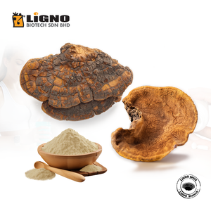 Proveedor de Malasia: Extracto Puro de Grado Superior de Sang Huang LiGNO SH02, Polvo Activo de Hongos para Formulaciones Tópicas de Cuidado de la Piel OEM - Product Image 1