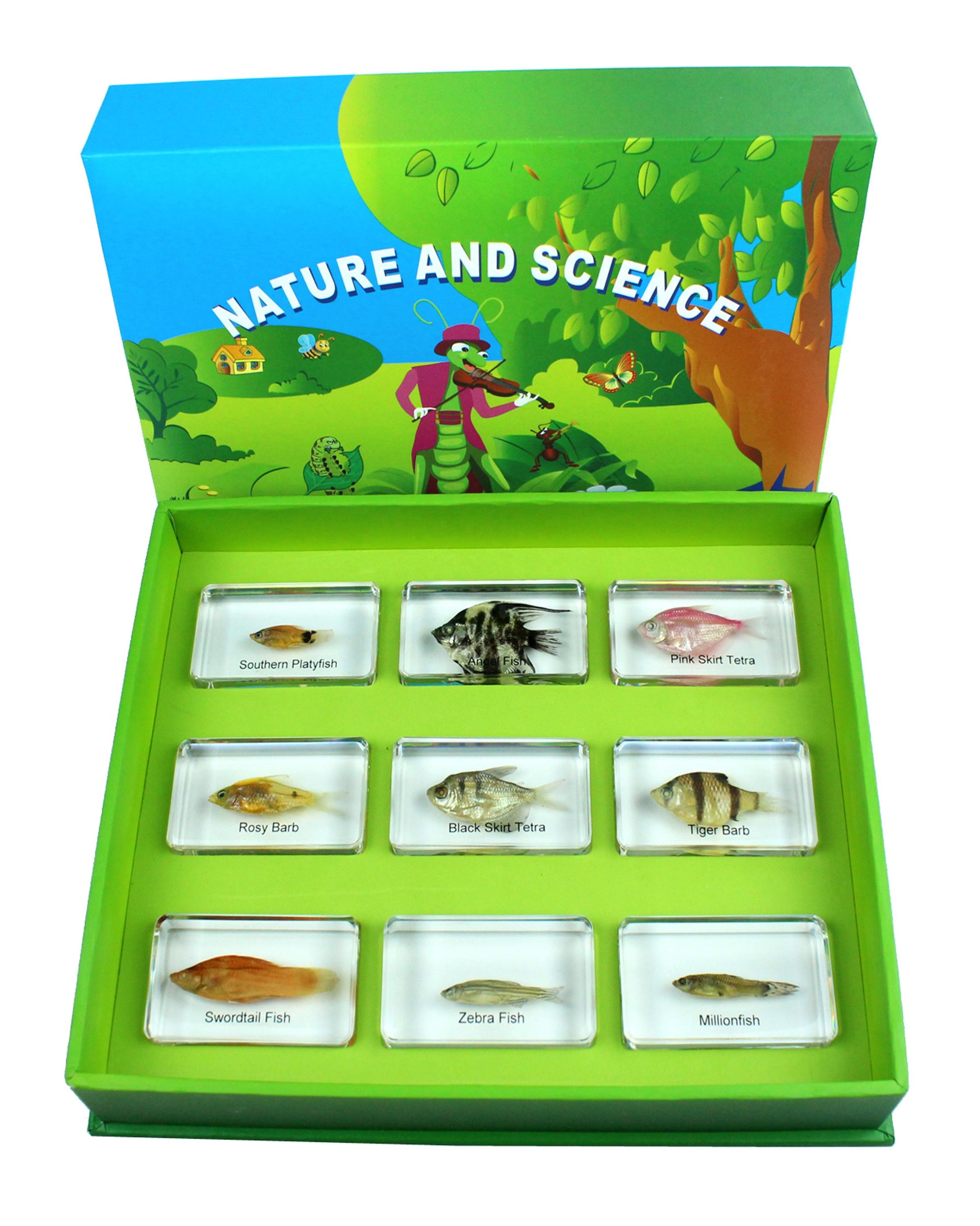 Другие Обучающие ресурсы, принадлежности для учителей, школьные наборы, образцы насекомых, игрушки «сделай сам»