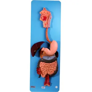 GD/A12001 Insan Organ Anatomik Mide Modeli