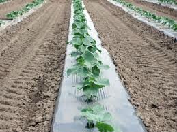 <span class=keywords><strong>Film</strong></span> de paillage agricole PE <span class=keywords><strong>noir</strong></span> brillant argenté <span class=keywords><strong>pour</strong></span> la croissance des légumes et le contrôle des mauvaises herbes, largeur 1,5 m, longueur du rouleau 800 m, utilisé en serre - Product Image 3