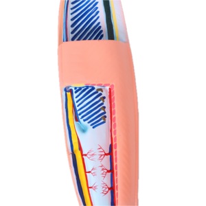 Equipo Educativo Acuático para Experimentos <span class=keywords><strong>de</strong></span> Biología, Exhibición <span class=keywords><strong>de</strong></span> Especímenes Escolares, Modelo <span class=keywords><strong>de</strong></span> Anatomía <span class=keywords><strong>de</strong></span> Amphioxus, Material <span class=keywords><strong>de</strong></span> PVC Duradero - Product Image 4