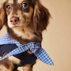 Vêtements pour chien Printemps-Été, Gilet sans manches à col marine pour Teddy, <span class=keywords><strong>Schnauzer</strong></span>, Bichon Frisé, Yorkshire, <span class=keywords><strong>Teckel</strong></span> - Product Image 5