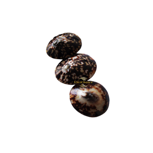 Concha de Limpet Premium, Concha Marina Natural, Suministro al por Mayor - Product Image 4