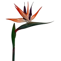 Plante artificielle réaliste en gros, type Oiseau de paradis, à longue tige, pour la décoration intérieure et extérieure des mariages, hôtels et espaces commerciaux
