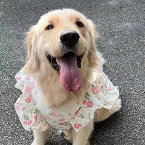 Bonito chaleco para perros medianos a grandes con estampado Golden Retriever Labrador Samoyedo para Primavera Verano temporada Invierno ropa de protección solar - Product Image 1