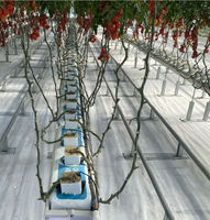 Système de culture hors-sol multi-niveaux en PVC pour serres de fraises, tomates et légumes