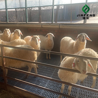 Viande de chèvre / agneau / mouton halal fraîche / surgelée entière ou carcasse à vendre
