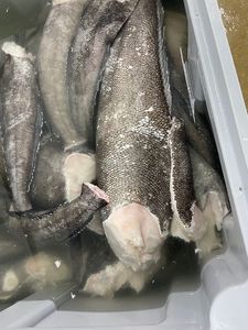Mermelada Patagónica o Lubina Chilena HGT Producto Pescado Premium - Product Image 6