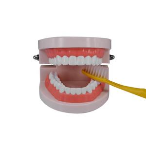 Denti per cure odontoiatriche bambini spazzolatura modello di studio modello dentale educativo modello orale a 28 denti con gengive morbide - Product Image 3