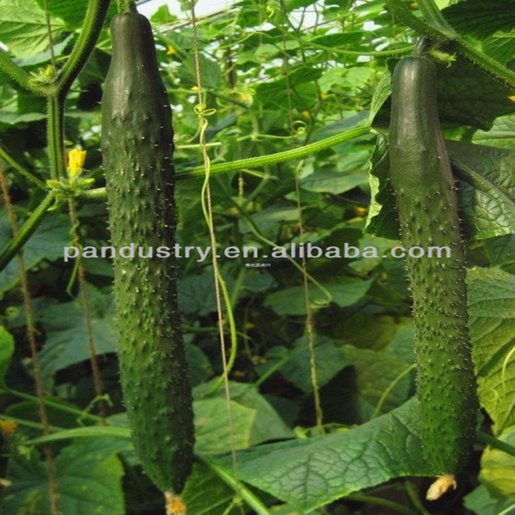 Органическое удобрение, аминокислота 80% для регулятора роста растений