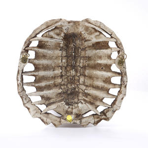 Oracle Bone Turtle Shell animale teschio SKE34 ciondolo di famiglia personalizzato decorazione per la casa in resina ornamenti - Product Image 6