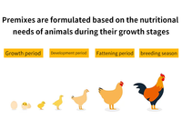 Additif alimentaire Booster pour poulets de chair Prémélange avec vitamines de croissance accrue pour animaux Additifs alimentaires pour améliorer la croissance