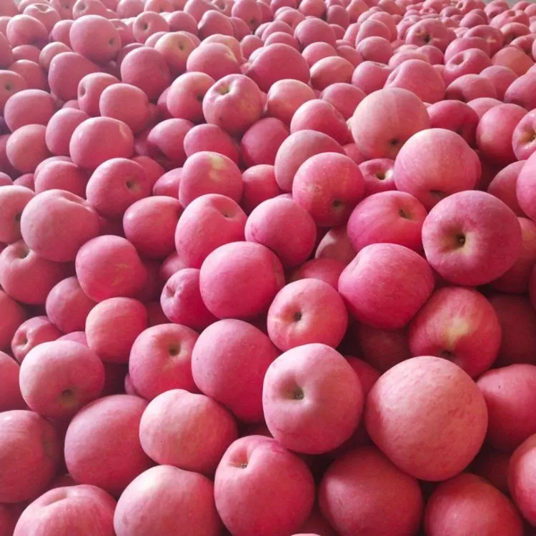 Offre Spéciale China Export Qualité Frais Pommes Nouvelle Récolte Naturel Rouge Fuji Apple Fruits