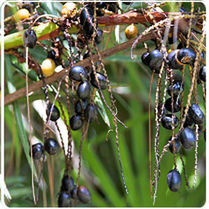 Порошок Пальметто - Product Image 5