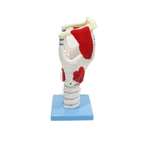 Modèle magnifié de la structure et de la fonction du larynx ; modèle d'anatomie du larynx humain ; outil de démonstration pédagogique pour - Product Image 5