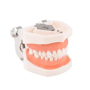 Typodont แบบจำลองการเตรียมการฝึกเตรียมโพรงแบบถอดออกได้,รูปแบบการงอกของฟันเทียมเพื่อการศึกษา