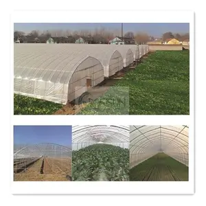 Profesional Projects Green House Vegetable greenhouse Agriculture Plastic Film mushroom Greenhouses For sale
