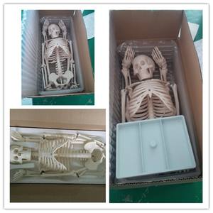 A1002 180cm <strong>Vivid</strong> <strong>Full</strong> Body PVC Muscle Model Human Anatomy Skeleton with Ligament Teaching Model for Medical Schools - Product Image 6