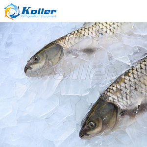 Machine a <span class=keywords><strong>Glace</strong></span> en Ecailles, Pure et sans <span class=keywords><strong>Glace</strong></span> <span class=keywords><strong>Pilee</strong></span> 2 Tonnes/jour avec Chambre Froide Koller - Product Image 6