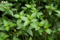 KAIYANGE Tisane Feuille de menthe poivrée Menthahaplocalyx Menthe séchée Feuilles écrasées Feuilles de menthe poivrée Tranches de thé Thé à la menthe poivrée séchée