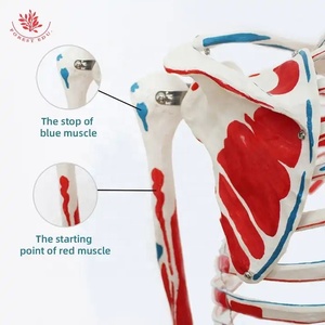 Modelo de músculo de color de cuerpo <span class=keywords><strong>entero</strong></span> <span class=keywords><strong>humano</strong></span>, modelo de <span class=keywords><strong>esqueleto</strong></span> de columna vertebral Flexible, modelo de <span class=keywords><strong>esqueleto</strong></span> <span class=keywords><strong>humano</strong></span> médico de enseñanza - Product Image 4