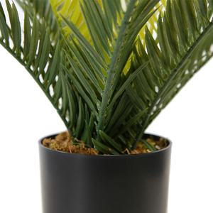 <span class=keywords><strong>Sago</strong></span> Cycas ต้นบอนไซขนาดเล็กตกแต่งในร่ม,ขนาด30ซม. สำหรับไม้กระถาง - Product Image 5