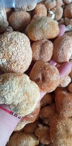 Fourniture en vrac, champignons de santé séchés naturels entiers, champignons à crinière de lions à vendre - Product Image 3