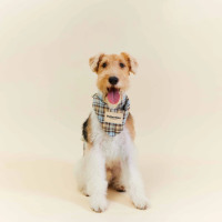 Bandana personnalisé d'accessoires pour animaux de compagnie pour chiens. Écharpe triangulaire à la mode rétro mignonne à carreaux bleus pour teckel
