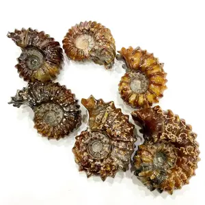 Fosil Ammonit Alami Siput Keong Fosil Laut Reliquiae Hewan Kerang untuk Hadiah Koleksi