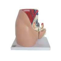 Modelo de Anatomía Pélvica Femenina y Sistema Reproductivo Urinario, Útero, Material PET, SMD07031