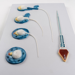 Medisch Wetenschappelijk Spermamodel Mannelijk Voortplantingsmodel Gezinsplanning Display Medisch Celmodel Testiculaire Anatomiesimulatie - Product Image 5