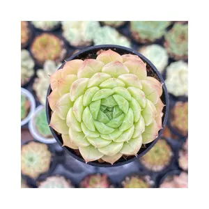 Colorichgarden Buy Live Succulent Wholesale Succulents Plants Indoor Echeveria the sky