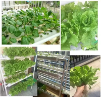 Système hydroponique vertical NFT en PVC, kit de culture à 36, 54, 72, 108 trous, tour de culture pour légumes
