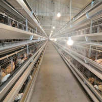 Cage à poulets automatique de type H avec batterie intelligente pour élevage avicole