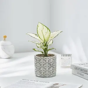 Internet celebrity niche Japanese indoor pot lazy green plants absorb formaldehyde, purify air, breathable cement flower pot