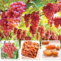 Raisins rouges de grande taille, collation décontractée, fruits secs de haute qualité, sains, sans pépins, naturellement conservés