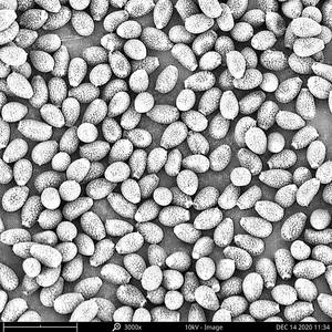 Ganoherb ganoderma אבקת אספקה אורגני לוסידום ganoderma לחלץ lingzhi שבור אבקה - Product Image 3