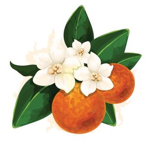 Huile Essentielle de Petitgrain 100% Pure, Arbre à Thé Certifié GMP, Approvisionnement en Gros à Bas Coût pour l'Industrie Cosmétique, Nourrissante et Blanchissante - Product Image 1