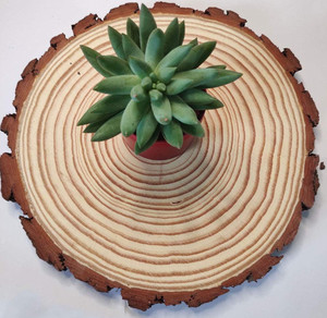 Mộc Mạc Tự Nhiên Vòng Thông Gỗ Cây Vỏ Cây Slice Phong <span class=keywords><strong>Log</strong></span> Đĩa Ngoài Trời Đất Nước Barn Bàn Đám Cưới Trang Trí Nội Thất - Product Image 3