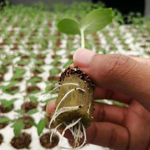 Agricultural for Rockwool Blocks for Soilless Cultivation Garden Vegetable Growing-Lightweight & Eco-Friendly
