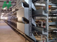 Équipement de ferme automatique pour poules pondeuses à 10000 étages