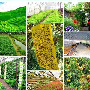 Bẫy Dính Hai Mặt Màu Vàng Giá Bán Buôn Chất Lượng Cao Cho Côn Trùng Bay Trong Nhà Kính - Product Image 5