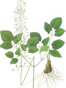 ผงสารสกัดจากวัชพืชแพะ - Product Image 2